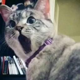 娱乐吃瓜君猫咪,揭秘娱乐圈的萌宠生活
