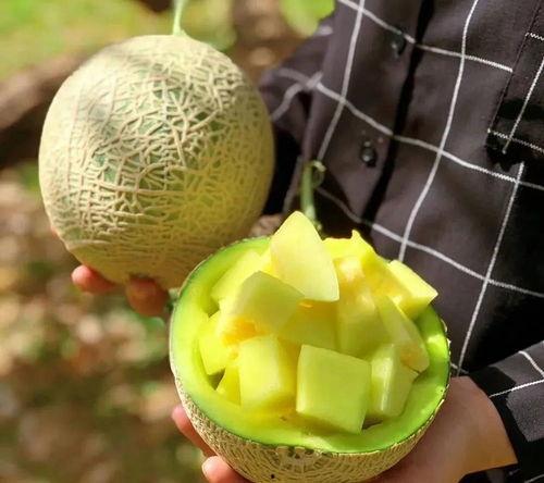 娱乐吃瓜的瓜哪里来的,从田间到餐桌的奇妙旅程