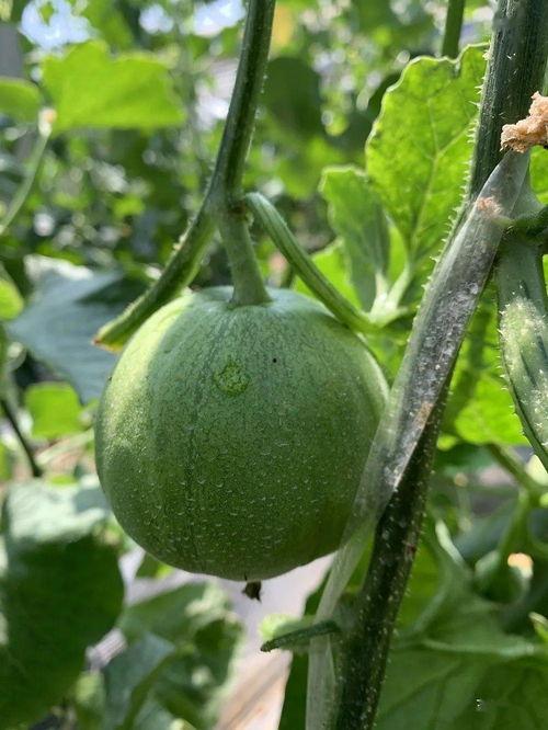 娱乐吃瓜的瓜哪里来的,从田间到餐桌的奇妙旅程