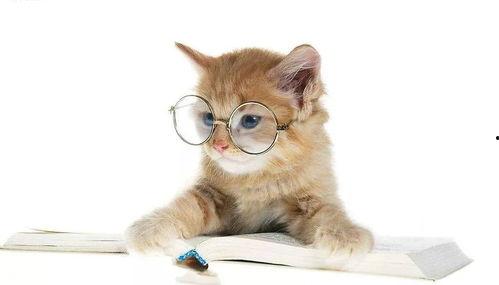 娱乐吃瓜酱猫糊糊,揭秘“酱猫糊糊”背后的故事