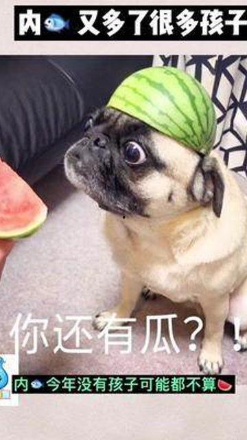 娱乐吃瓜君婴儿,揭秘婴儿的神奇成长之旅