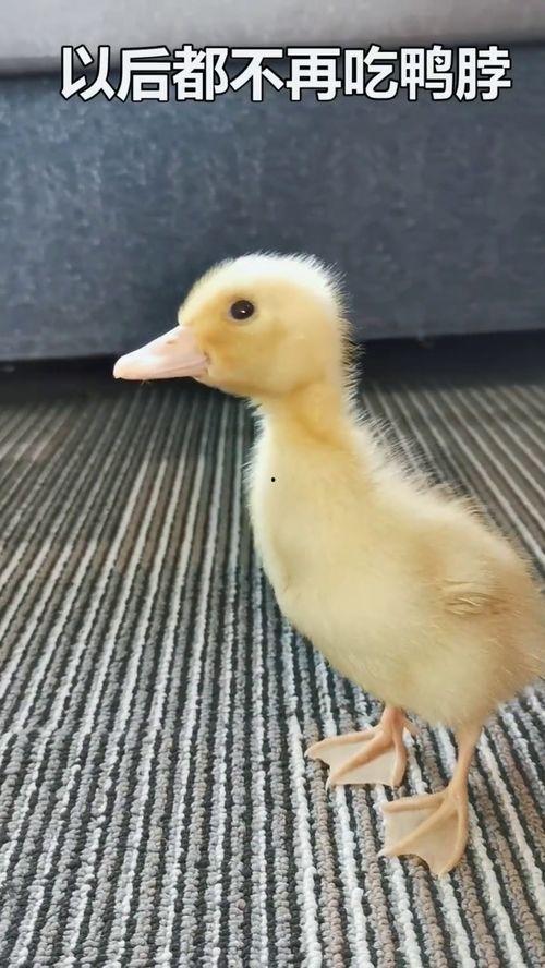 娱乐吃瓜酱鸭鸭视频下载,揭秘热门视频下载攻略