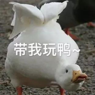 娱乐吃瓜酱鸭鸭视频下载,揭秘热门视频下载攻略